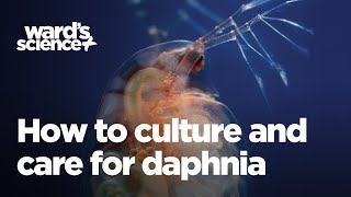 Caring and Culturing for Daphnia [upl. by Divadnhoj585]