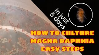 How to Culture Magna Daphnia Easily [upl. by Neeleuqcaj]