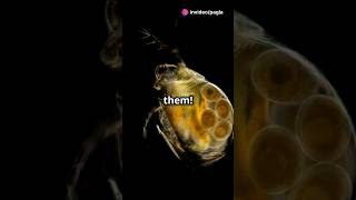 How to culture Daphnia for your Aquarium [upl. by Gerta583]