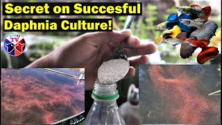 How to Culture Daphnia Successfully [upl. by Yecac]