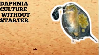 HOW TO CULTURE DAPHNIA NATURALLY WITHOUT A STARTER [upl. by Gaiser]