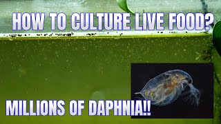 How to Culture Daphnia Secret Method to Breed MILLIONS  Simply Aquatic [upl. by Imarej]