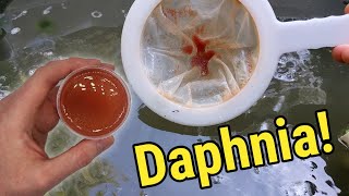 How I Culture Daphnia In Outdoor Tubs [upl. by Nawiat249]