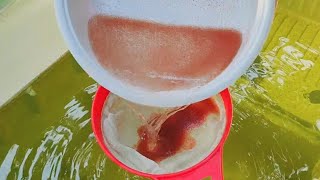 How to culture daphnia  Daphnia culture  How to grow daphnia outdoor [upl. by Gatias]