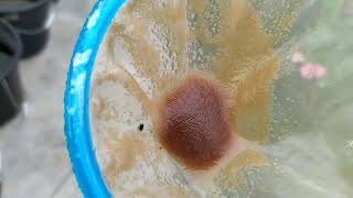 How to culture daphnia moina in a small container Part 1 English Subtitle [upl. by Adnorat]