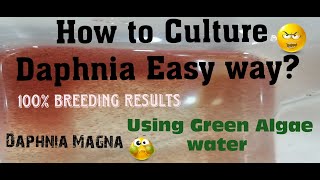 Daphnia MagnaHow to Culture Daphnia Easy wayCulturing Daphnia using Green water Daphnia [upl. by Nisay]