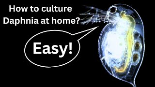 BEST Live Fish Food Beginner guide How to Culture Daphnia at home [upl. by Fae]