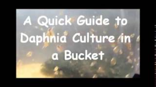 How to culture daphnia outside [upl. by Stanislaw]