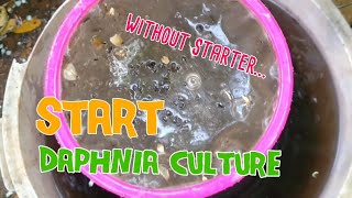 How to culture daphnia moina the easy way 1  Starting the Daphnia culture [upl. by Klenk]