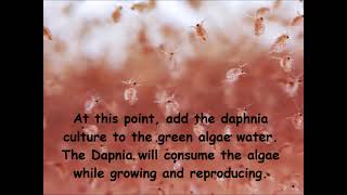 Daphnia  How to grow daphnia in your home [upl. by Llovera888]