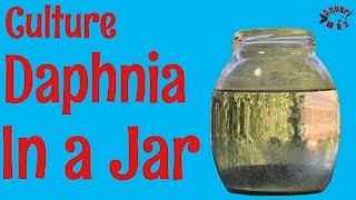 How to Culture Daphnia in a Jar [upl. by Jesselyn282]