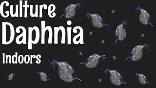 How to Culture Daphnia [upl. by Bluefield]