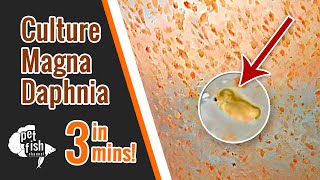 How to culture DAPHNIA MAGNA  The easy way [upl. by Tildie]