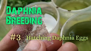 Daphnia Culture made simple and easy 3  Hatching Daphnia eggs [upl. by Eentirb]