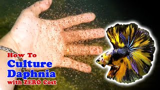 How to Culture Daphnia with ZERO Cost  Unlimited Live Food For Our Fish [upl. by Solenne]