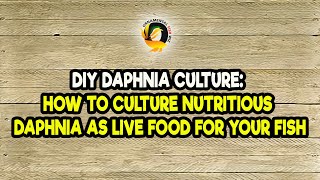 DIY Daphnia Culture How to Culture Nutritious Daphnia as Live Food for Your Fish [upl. by Aicatsal]