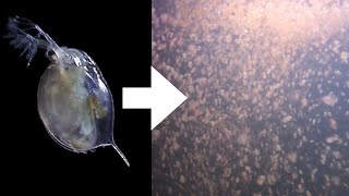 How I Culture Daphnia [upl. by Ainafetse]