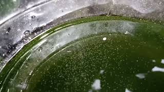 DAPHNIA MOINA CULTURE IN A SMALL BUCKET [upl. by Assirahs168]