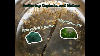 How To Culture Daphnia and Moinas using Green Water Spirulina powder [upl. by Salohcim219]