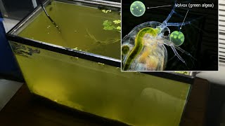 Raising Daphnia for the Freshwater Aquarium [upl. by Uttasta692]