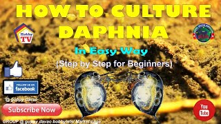 HOW TO CULTURE DAPHNIA In Easy Way [upl. by Kung]